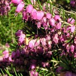 Erica carnea - Schnee-Heide, M�rzen-Heide, Winter-Heide