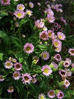 Photos Erigeron aurantiacus - Fleabane
