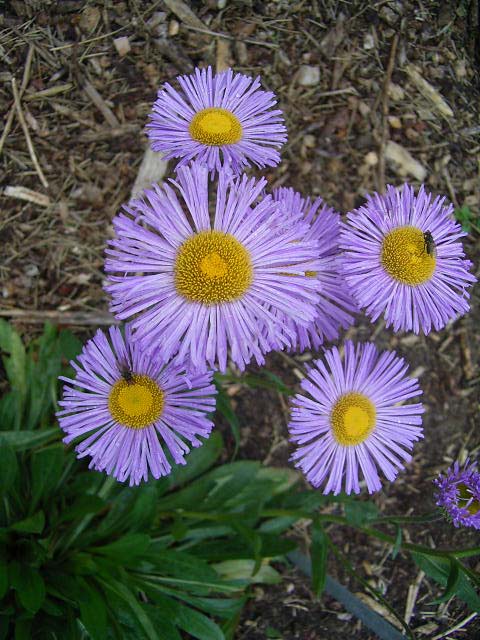 Foto Erigeron speciosus - 