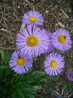 Erigeron speciosus - Feinstrahl Mrs.E.H.Beale