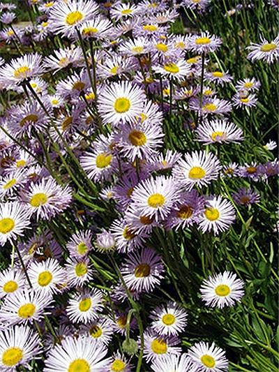 Photos Erigeron speciosus - 