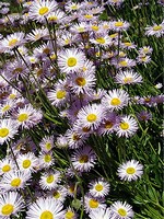 Photos Erigeron speciosus