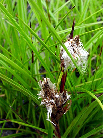 Photos Eriophorum latifolium - Cottongrass