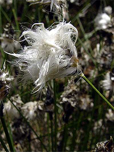 Photos Eriophorum vaginatum - Cottongrass