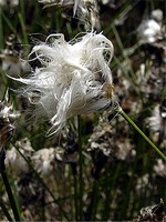 Photos Eriophorum vaginatum