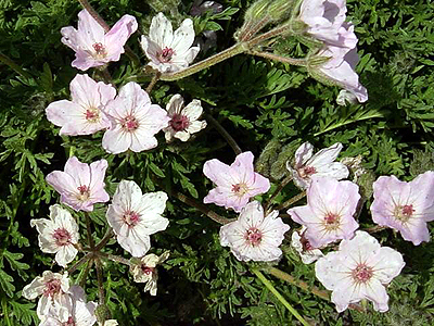 Photos Erodium absinthoides - 