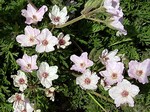 Photos Erodium absinthoides