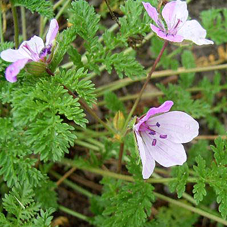 Photos Erodium chamaedryoides - 