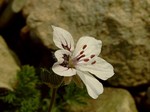 Photos Erodium x Hybridum