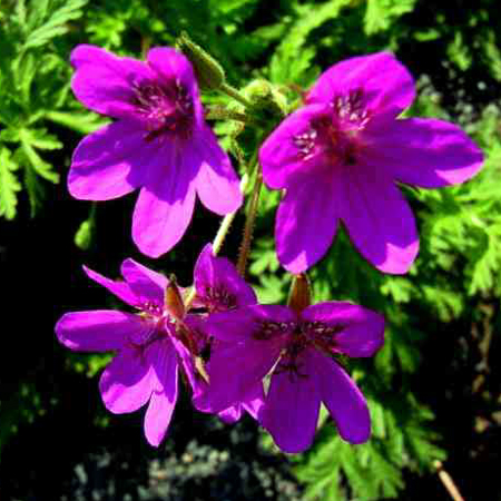 Photos Erodium x Hybridum - 