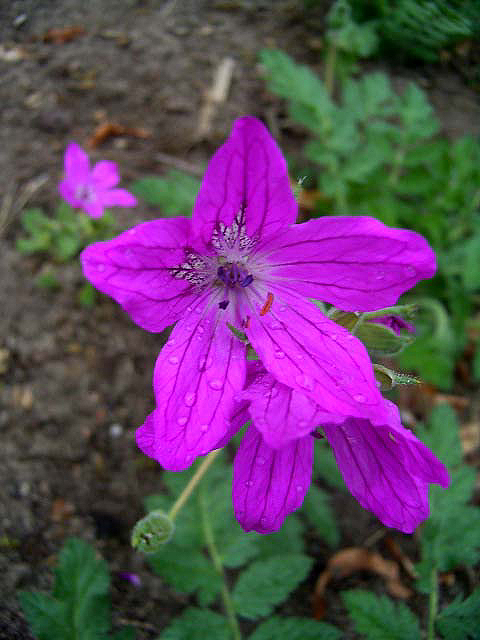Photos Erodium manescavii - 
