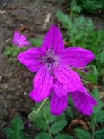 Foto Erodium manescavii - Becco di gru