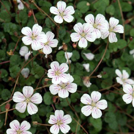 Photos Erodium reichardii - 