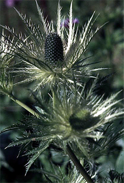 Photos Eryngium alpinum - Sea holly