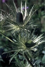 Photos Eryngium alpinum