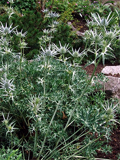 Photos Eryngium bourgatii - Sea holly