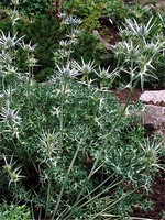 Photos Eryngium bourgatii