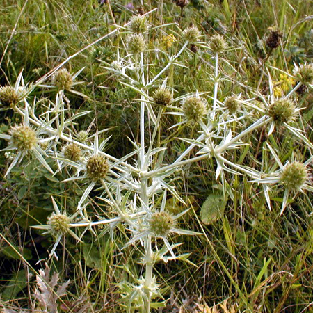Photos Eryngium campestre - Sea holly