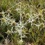 Photos Eryngium campestre - Sea holly