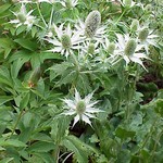 Photos Eryngium giganteum