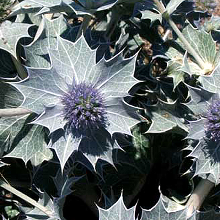 Photos Eryngium maritimum - Sea holly