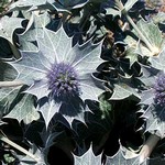 Photos Eryngium maritimum
