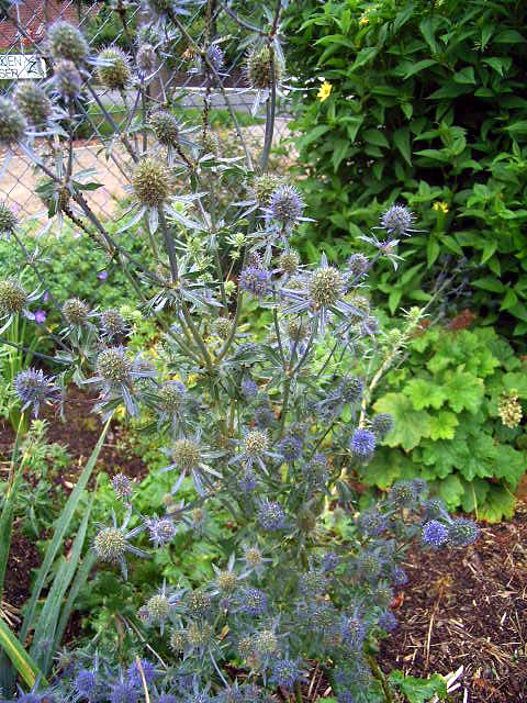 Photos Eryngium planum - Sea holly