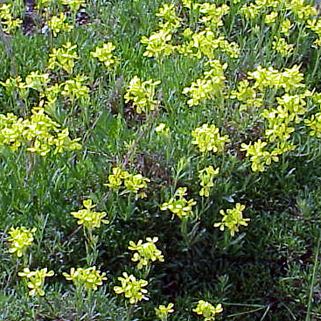 Photos Erysimum helveticum - 