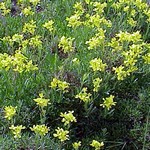 Erysimum helveticum - Schweizer Sch�terich
