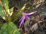 Photos Erythronium Hybride
