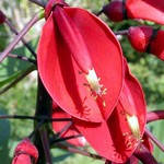 Erythrina crista-galli - Korallenstrauch