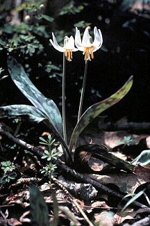 Photos Erythronium albidum - Giant white fawnlily