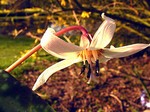 Photos Erythronium albidum