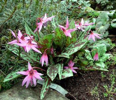 Photos Erythronium Hybride - Giant white fawnlily