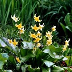 Photos Erythronium dens-canis
