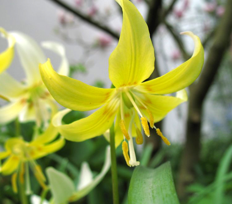 Photos Erythronium Hybride - Giant white fawnlily
