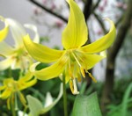Photos Erythronium Hybride