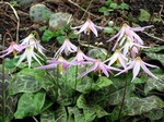 Photos Erythronium revolutum