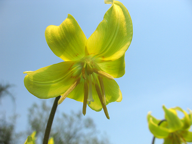 Photos Erythronium Tuolumnense-Hybride - 