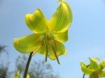 Photos Erythronium Tuolumnense-Hybride