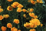 Eschscholzia californica - Schlafm�tzchen, Goldmohn