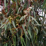 Eucalyptus globulus - Blaugummibaum