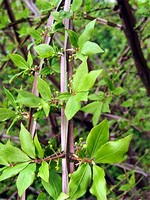 Photos Euonymus alatus
