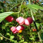 Photos Euonymus europaeus
