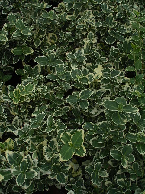 Photos Euonymus fortunei - Winter creeper