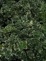 Photos Euonymus fortunei