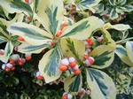 Foto Euonymus fortunei - Evonimo di Fortune