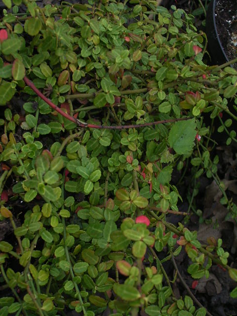 Photos Euonymus fortunei - Winter creeper