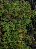 Photos Euonymus fortunei