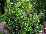 Photos Euonymus fortunei